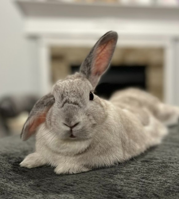best rabbit vet near me arkansas