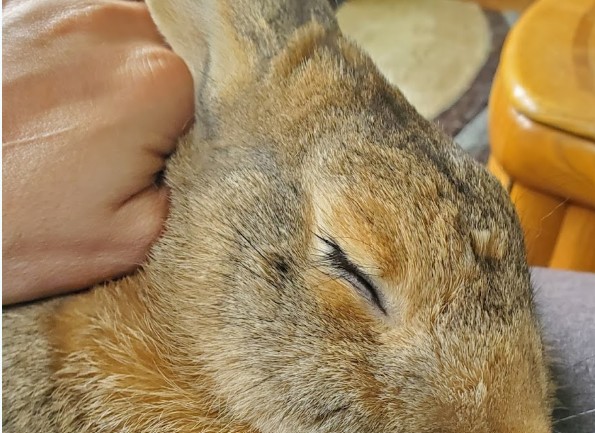 best rabbit vet near me alaska
