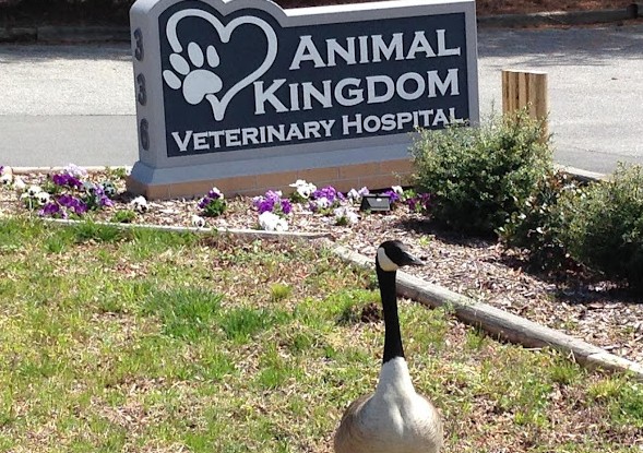 rabbit vets near me north carolina