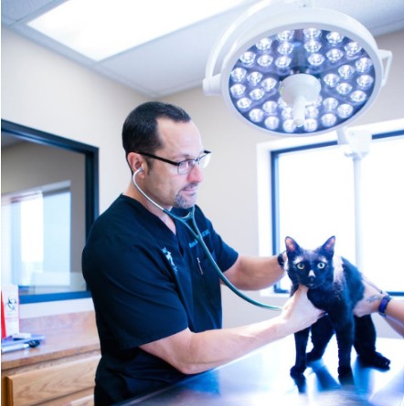 rabbit vet near me arkansas