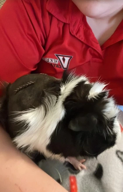 rabbit vet near me virginia