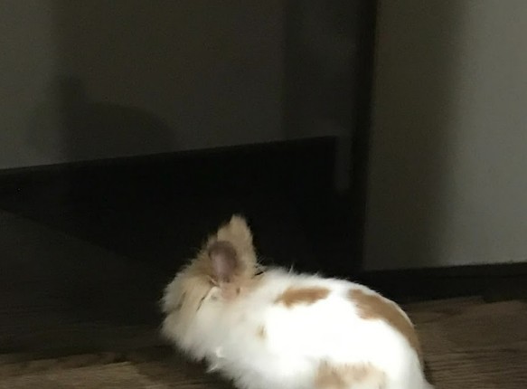 rabbit vets near me arkansas