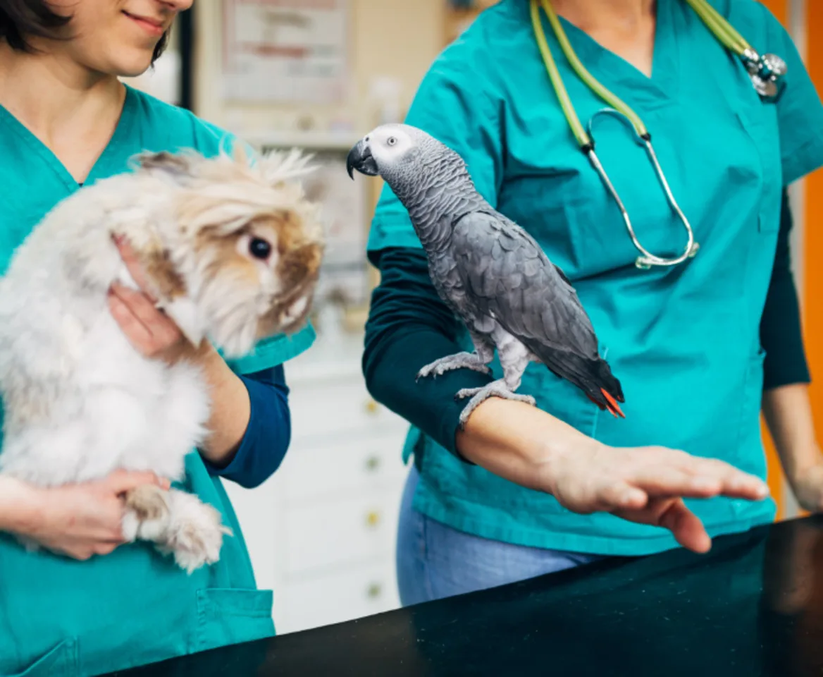 rabbit vet near me virginia