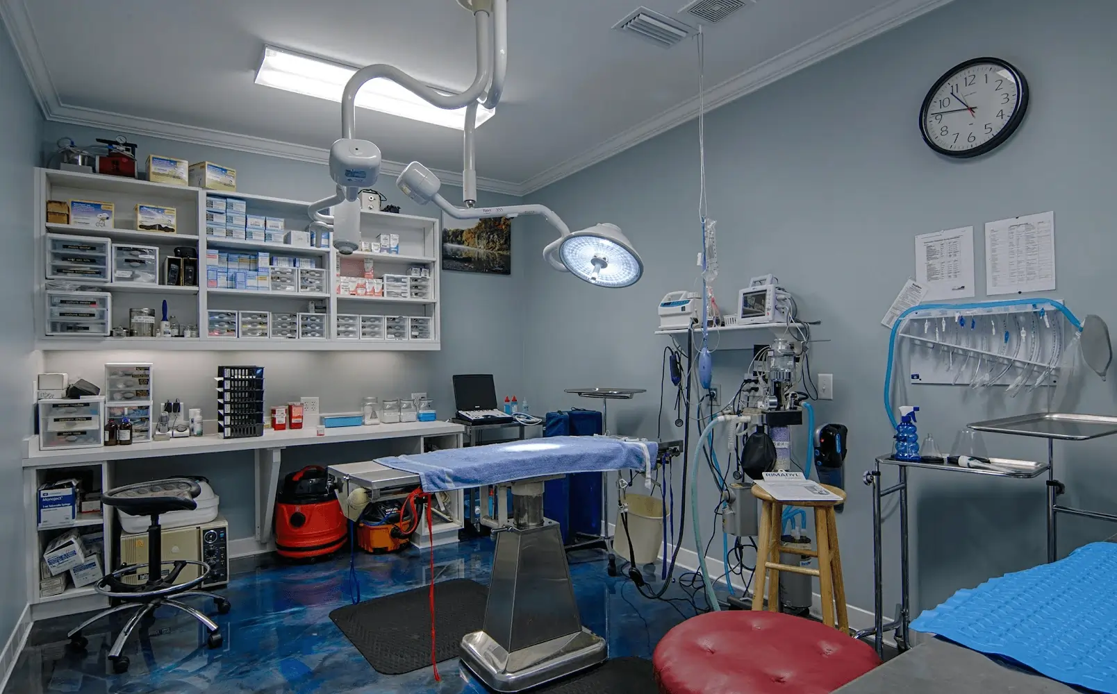 best rabbit vet near me arkansas