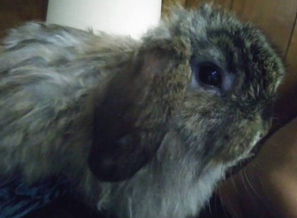 best rabbit vet near me wyoming