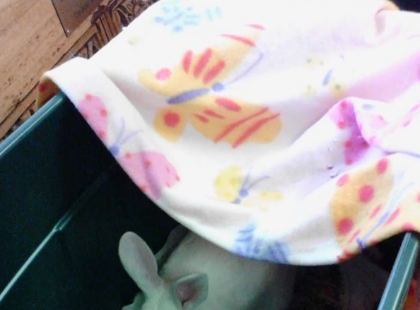 rabbit vet near me virginia