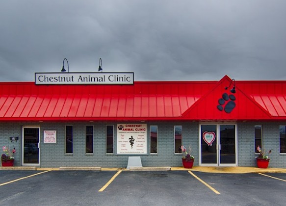 best rabbit vet near me arkansas