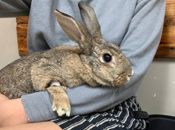 best rabbit vet near me vermont