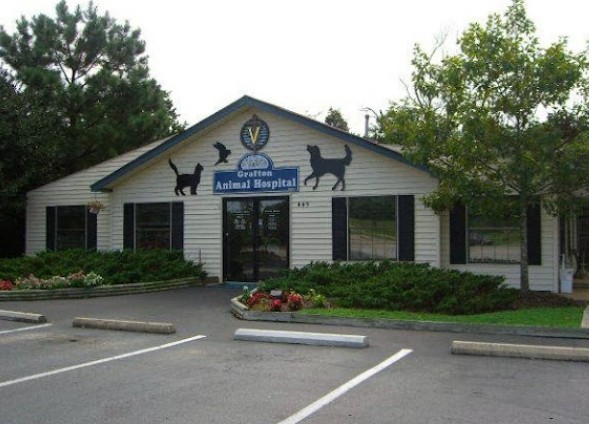 best rabbit vet near me virginia