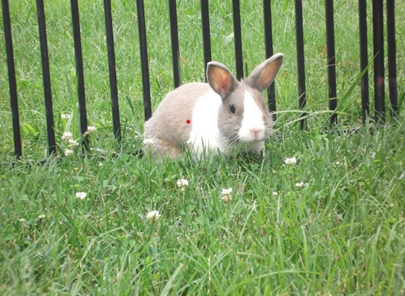 Hanging Rock Animal Hospital