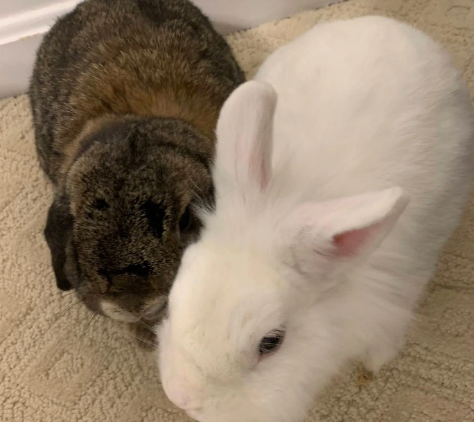 rabbit vet near me virginia