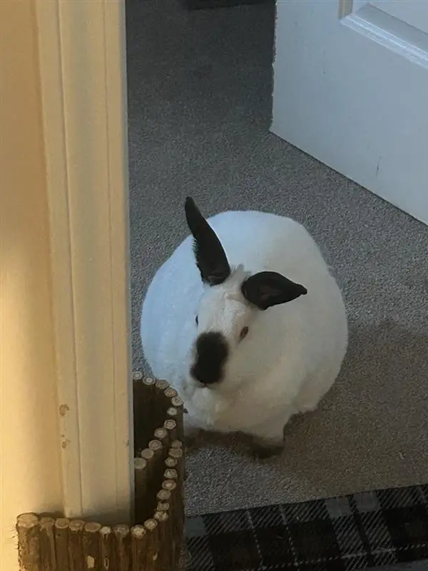 rabbit savvy vets near me