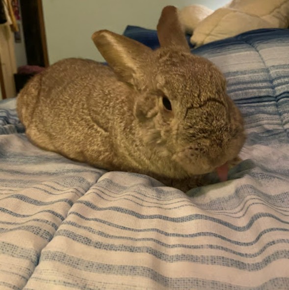 rabbit vets near me virginia