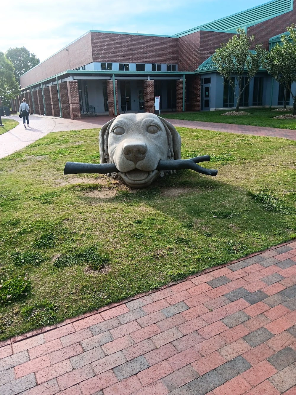 rabbit vet near me north carolina