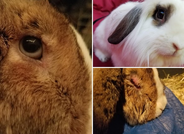 best rabbit vet near me vermont