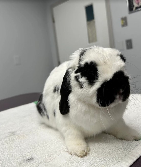 rabbit vet near me virginia