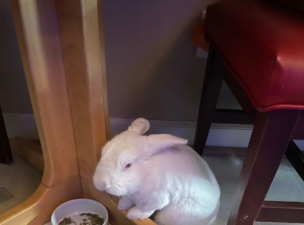 rabbit vet near me virginia