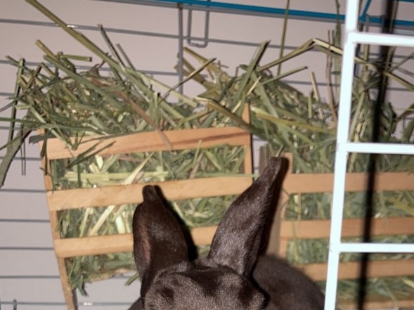 best rabbit neuter near me virginia