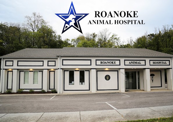 rabbit vet near me virginia