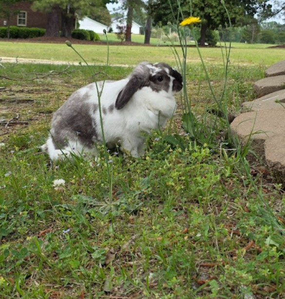 rabbit vet near me north carolina