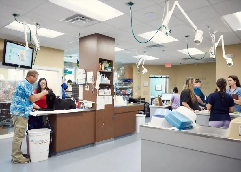 best vet for rabbits near me