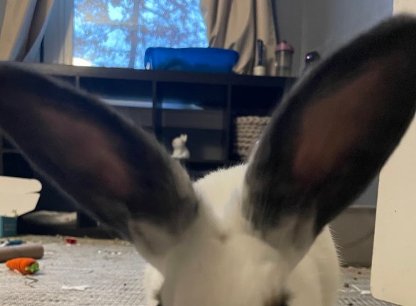 rabbit vet near me virginia