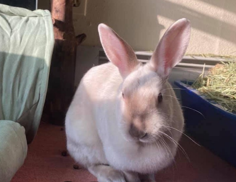 best rabbit vet near me alaska