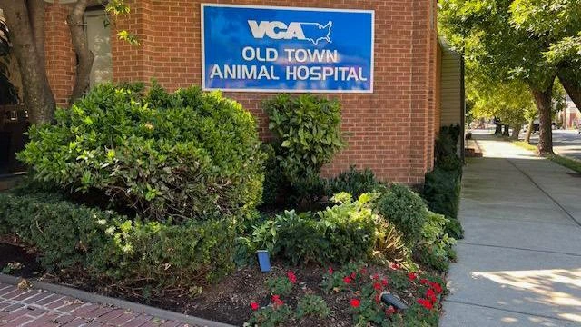 rabbit vet near me virginia