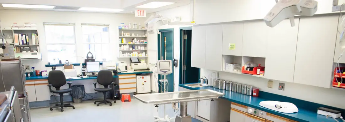 vet for rabbit near me