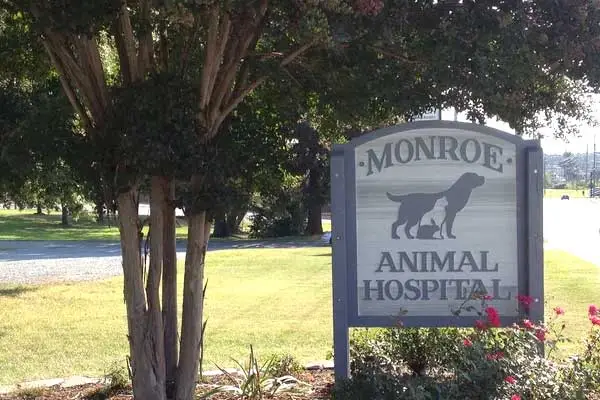 vets that see rabbits near me