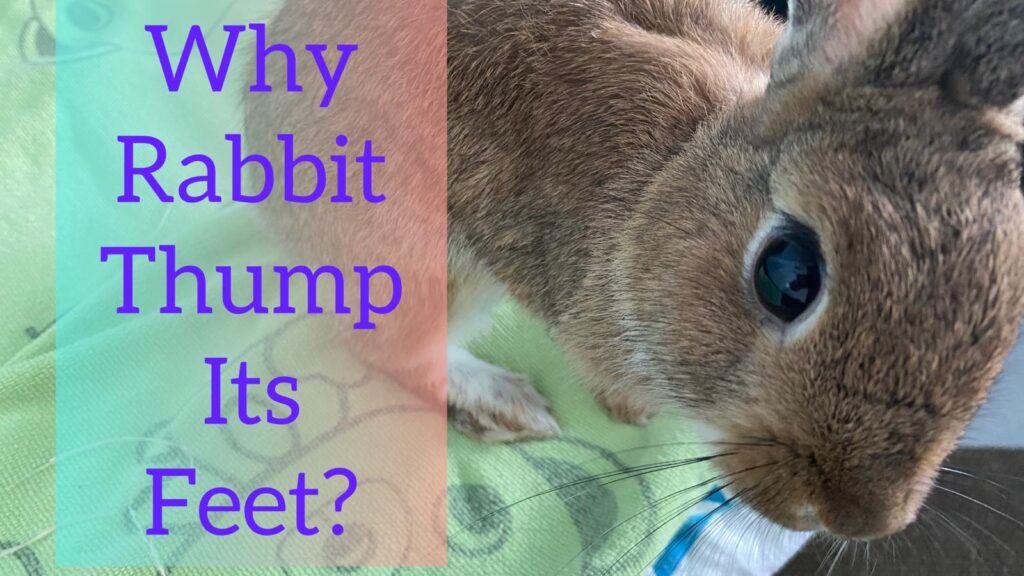 why rabbit thump its feet