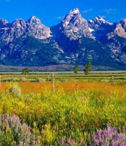 Rabbit Veterinarians Wyoming